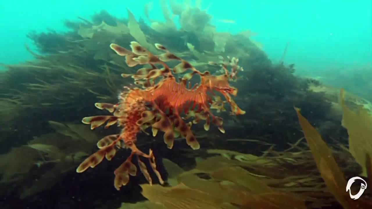 Seasonable Project - Tranquility