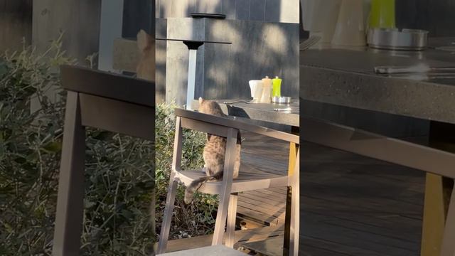 Кот ждет когда ему принесут его заказ!