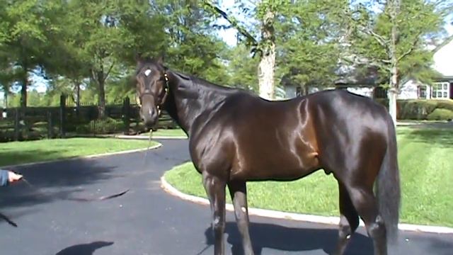 Pioneerof the Nile at Vinery - April 2010 смотреть онлайн