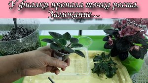 У фиалки пропала точка роста. Как спасти фиалку при замокании? Показываю на своих фиалках!