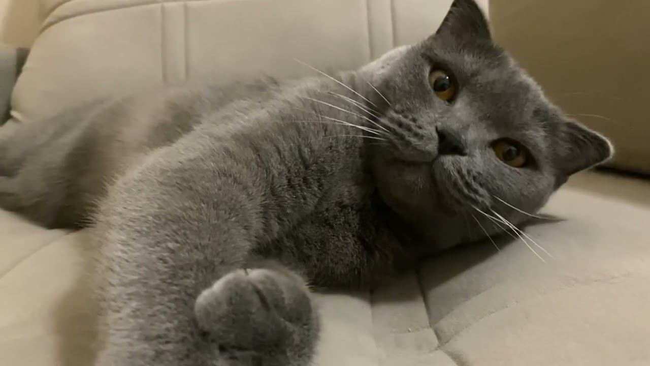 КОТ ДЕЛОВАЯ КОЛБАСА смотреть онлайн