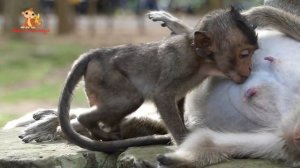 Very Pitiful! Baby Monkey Lori Cry Loudly - She Very Hungry & Don't Want Far From Mom