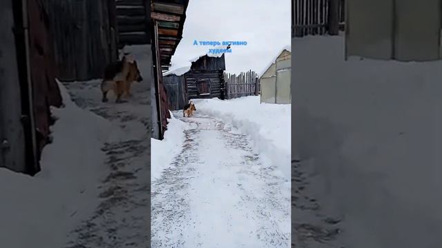 Вспомнили как Атос активно худел после Новогодних застольев пару лети назад смотреть онлайн