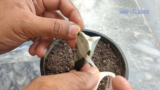 How To Graft Dragon Fruit Plants Easy смотреть онлайн