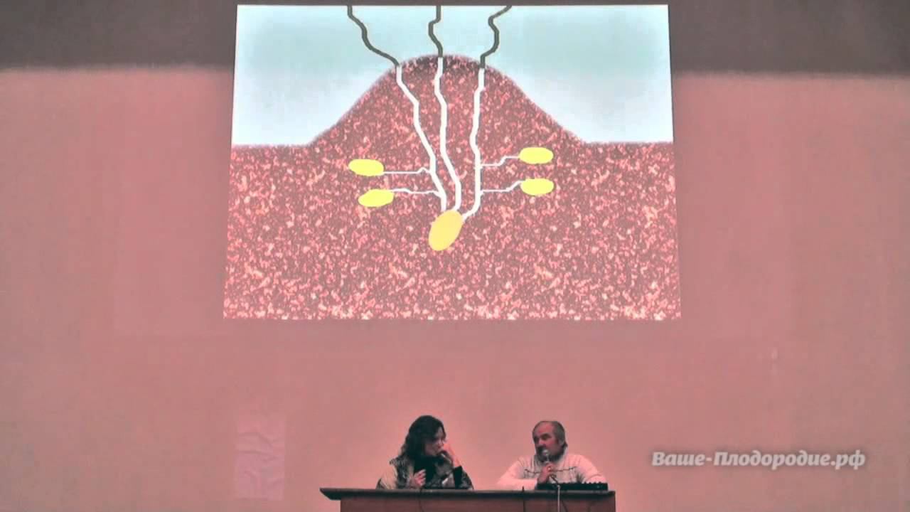 Выращивание картофеля. Как получить ведро с куста смотреть онлайн