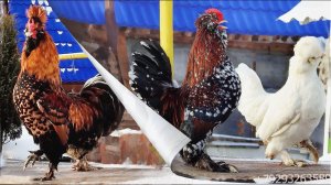 Поёт ПЕТУХ #Алтайская_Бентамка, Павловская_Золото, #Altai_bantam Rooster_sings, #Pavlovskie_chickens