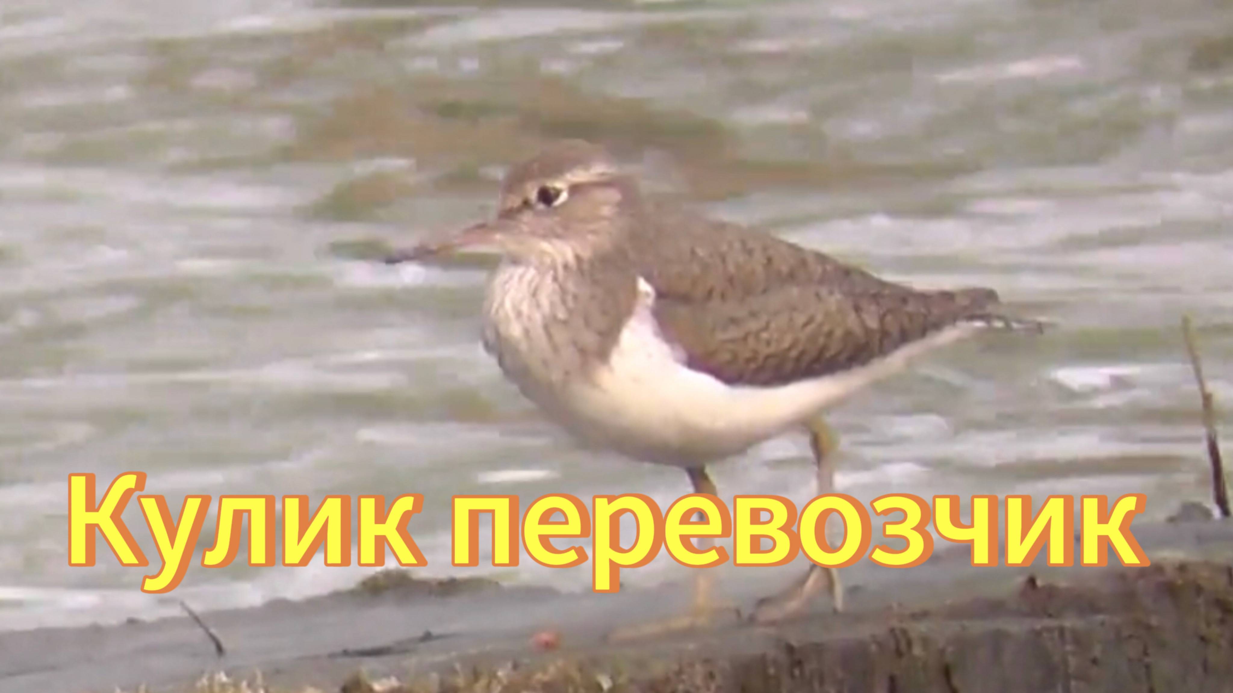 Кулик перевозчик. Кулик перевозчик на реке Обь. Птицы Новосибирской области. Природа. смотреть онлайн