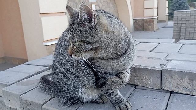 Очень стеснительный кот!🙂 смотреть онлайн