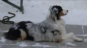 ДТ - 300. Итоги спецкурса. Коррекция аусси по агрессии на собак.