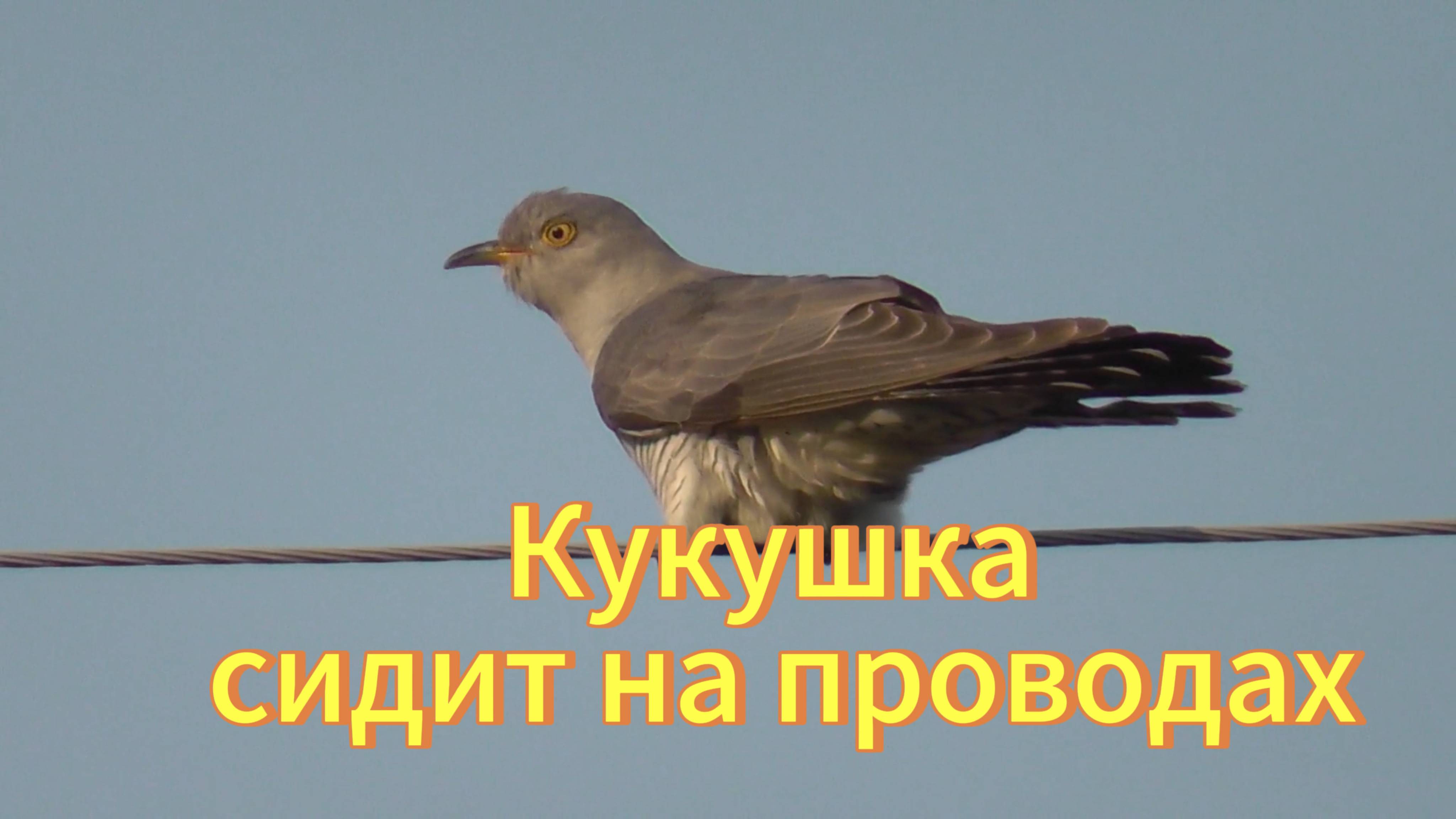 Кукушка. Голос кукушки. Птицы Новосибирской области. смотреть онлайн