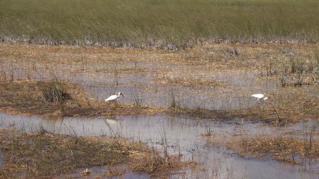 Everglades National Park, Florida, USA in 4K Ultra HD смотреть онлайн