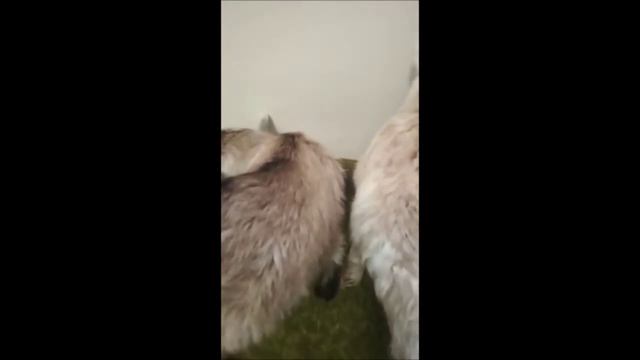 Родились козлята 2 часа после рождения. Две козочки от одной козы смотреть онлайн