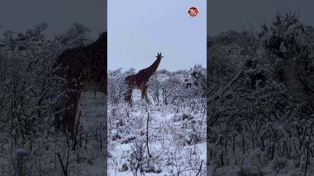 В мире животных 🦒🦅🐆 Животные продолжают в полном шоке гулять по заснеженной Африке… ⛄❄ смотреть онлайн