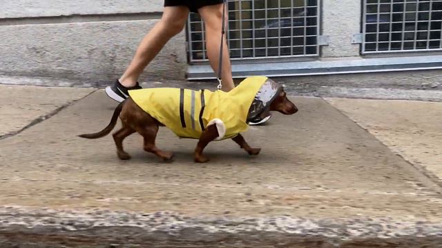 Mini Dachshund In The Summer Rain