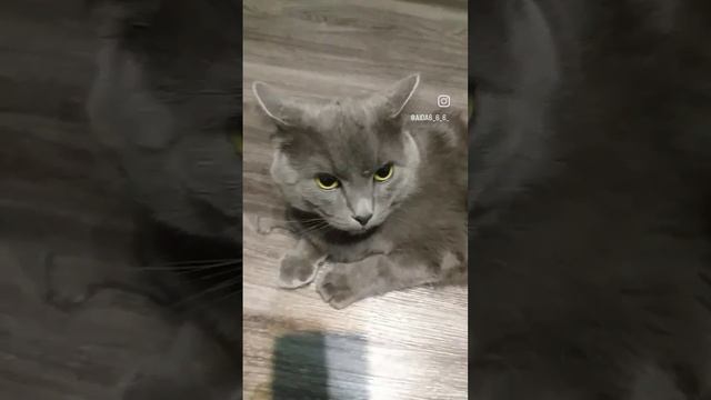 кот и пофигизм😂 смотреть онлайн