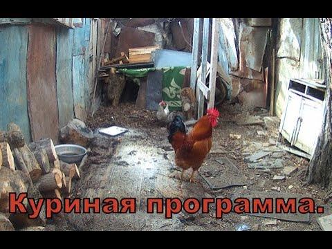 Куриная программа смотреть онлайн