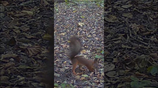 Белка прячет лесной орех смотреть онлайн