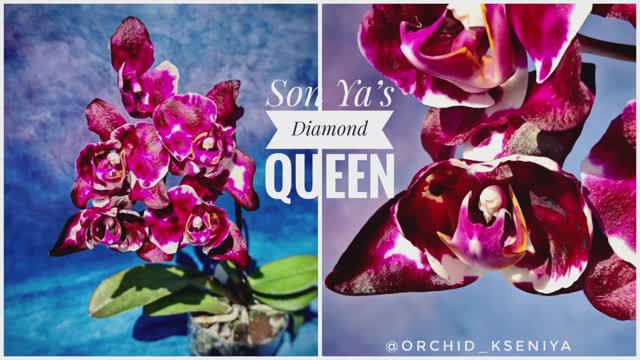 Phal. Son Ya’s Diamond Queen 💎👑 Домашнее цветение орхидеи Даймонд Куин от садовника Son Ya | Обзор смотреть онлайн