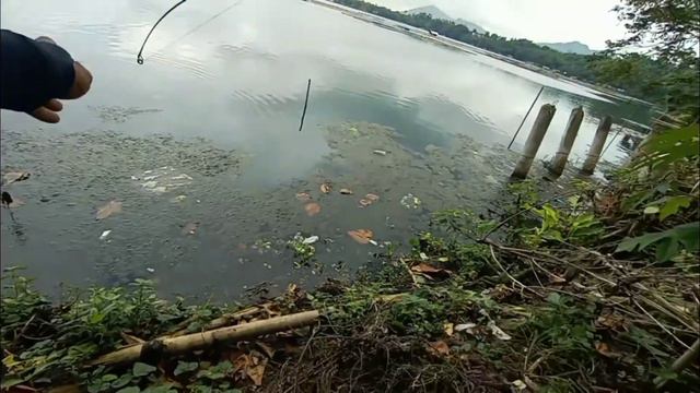 Flower Horn смотреть онлайн