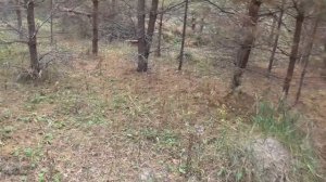 По грибы в октябре за БОРОВИКОМ, ПОЛЬСКИМ БЕЛЫМ И ...