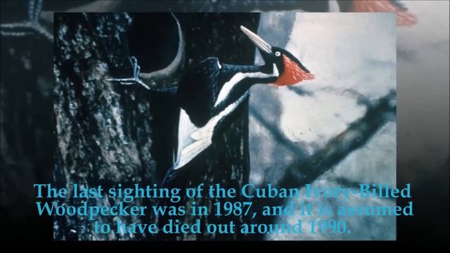 The Top Ten Extinct Animals of the Last 100 Years смотреть онлайн