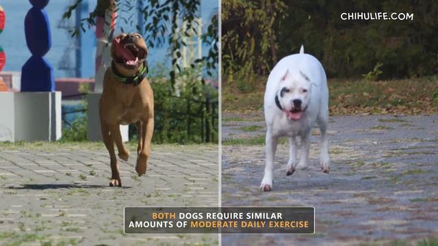 How to Differentiate a Pit Bull from a Dogo Argentino? смотреть онлайн