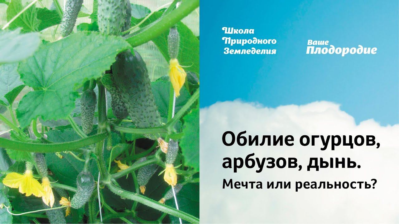 Обилие огурцов, арбузов, дынь. Мечта или реальность?