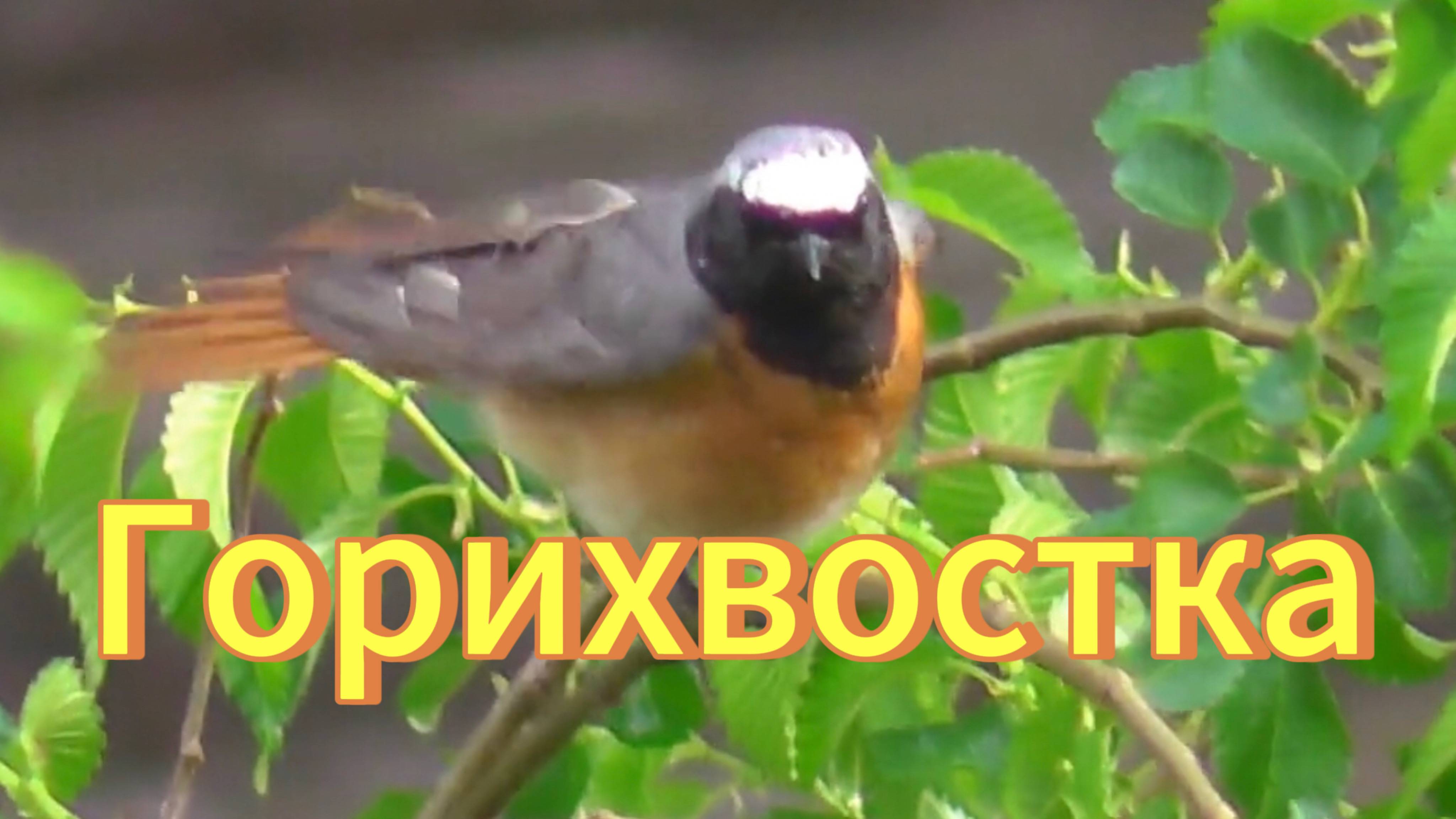 Горихвостка сидит на дереве под окном. Птицы Новосибирской области. смотреть онлайн