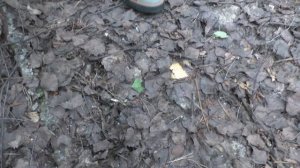 В лес за САМЫМИ ЛУЧШИМИ ГРИБАМИ! Набрали и ПОЖАРИЛИ! Жаль что раньше мало брал!