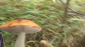 Чем дальше в ЛЕС, тем БОЛЬШЕ и БОЛЬШЕ ГРИБОВ! Мы ЗАБЛУДИЛИСЬ!