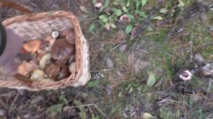 За ЦАРСКИМИ ГРИБАМИ В ЛЕС! СОСЕД ГРИБНИК ЗАБЛУДИЛСЯ В ЛЕСУ!