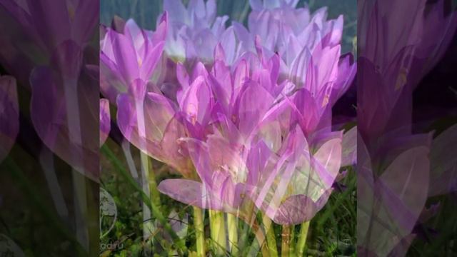 Безвременник © Copyright: Бронислав Сычёв, 2023
Свидетельство о публикации №123091402019 смотреть онлайн