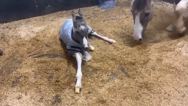 Live Foal Birth: First Time Mother Gives Birth Unassisted