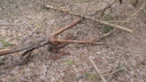 С БАБУШКОЙ В ЛЕС ПО ГРИБЫ! НАШЁЛ ГРИБНОЕ ДОСТУПНОЕ МЕСТО ДЛЯ БАБУШКИ!