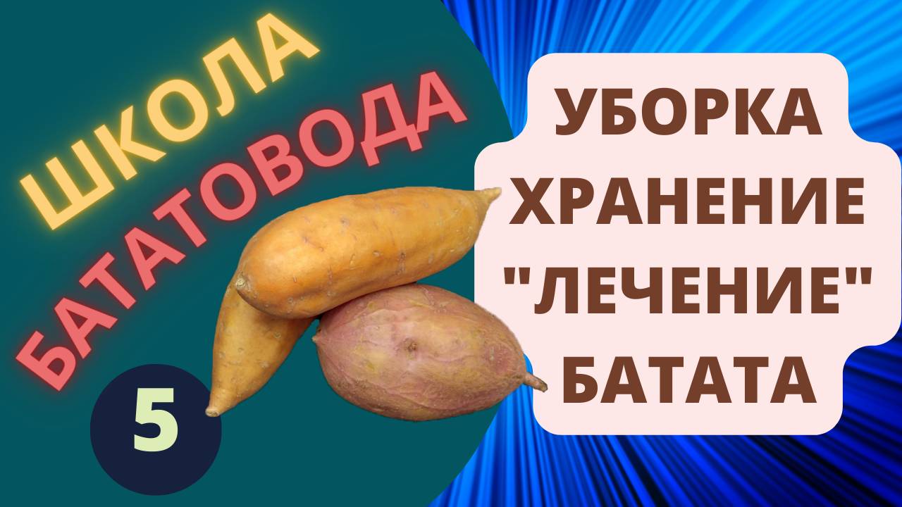 БАТАТ. Уборка, хранение и лечение БАТАТА. Школа бататовода урок 5