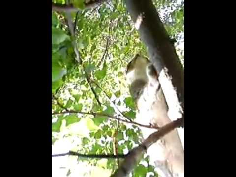 Рыч и Пух... Рычард на липе... Котёнок на Липе