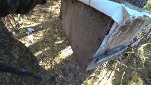 ДАВНО НЕ ЛОВИЛ СТОЛЬКО РОЁВ В ЛОВУШКИ, ПОЧТИ В КАЖДОЙ СИДИТ РОЙ. 3Часть.