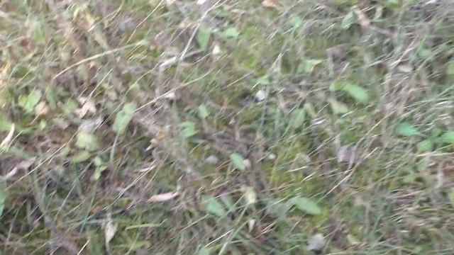 НОРМАЛЬНЫЙ МУЖИК