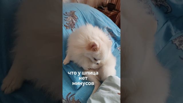 Шпиц минусы породы