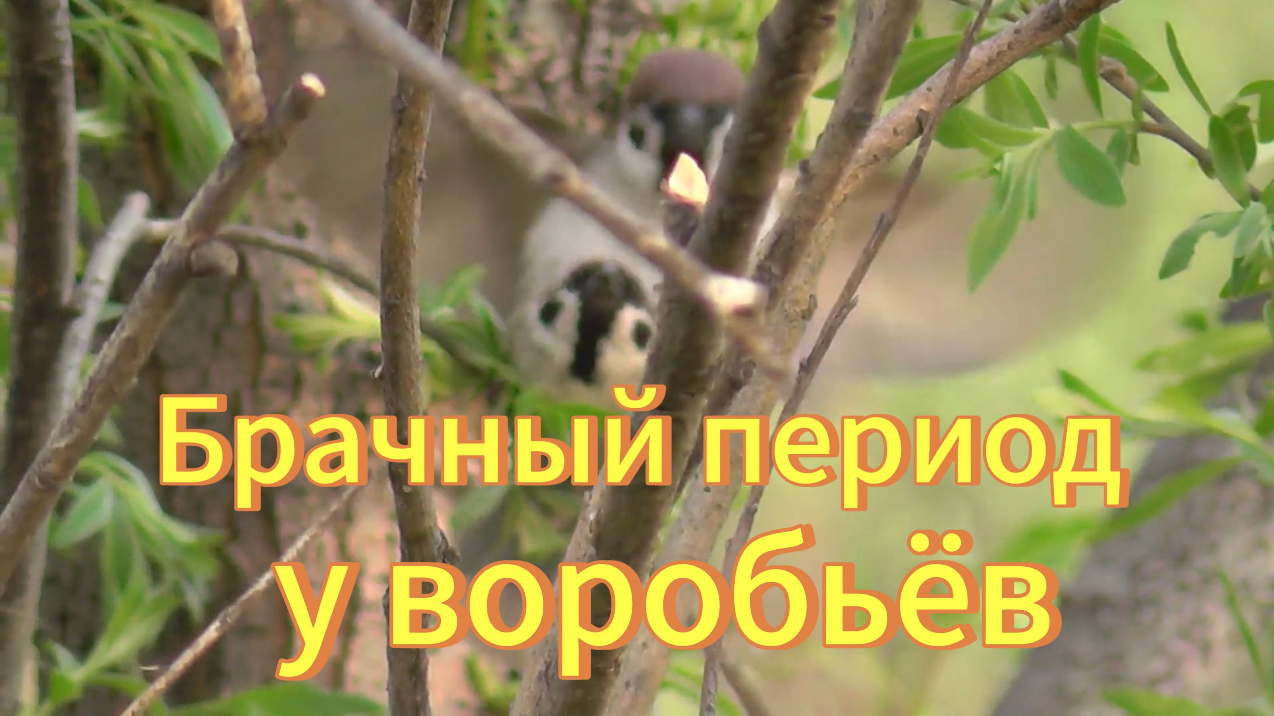 Воробей. Любовно брачный период у воробьёв. Птицы Новосибирской области. смотреть онлайн