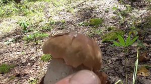 ПЕРВЫЙ РАЗ В ЭТОМ МЕСТЕ! ПОЛНО БЕЛЫХ ГРИБОВ! ВСЁ КАК В СКАЗКЕ!!! ДАВНО НЕ СОБИРАЛИ СТОЛЬКО БЕЛЫХ!