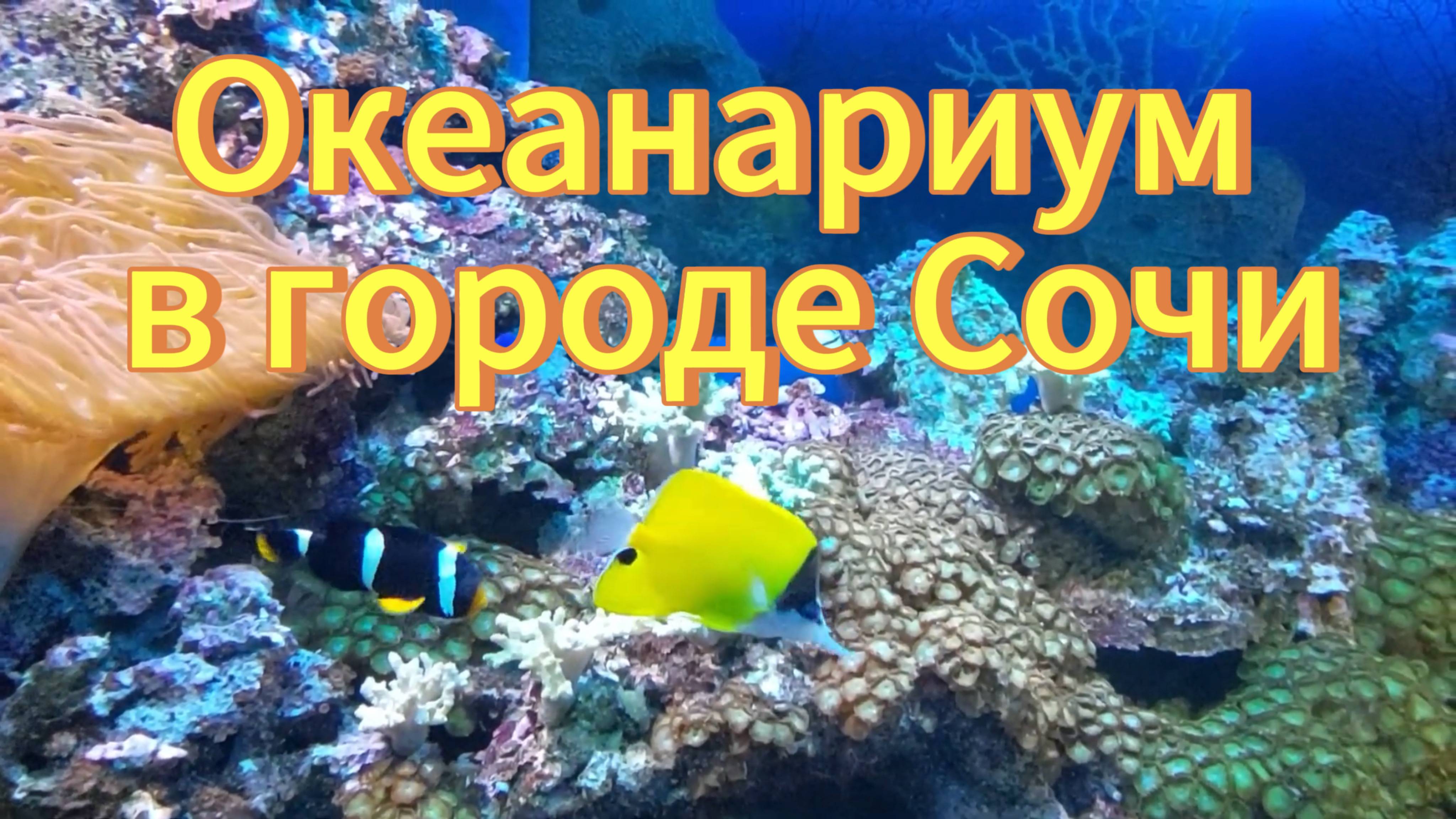 Океанариум. Город Сочи, парк Ривьера. Красивые экзотические рыбы. Sochi city. Oceanarium. смотреть онлайн