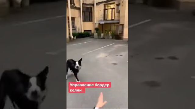 Когда ты крутая собака-модель смотреть онлайн