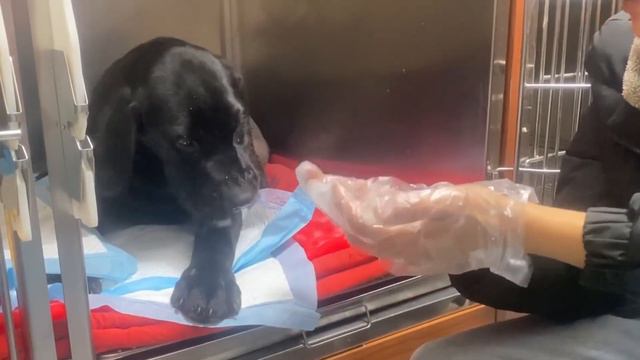 Strong dog, he cried while being stroked in the hospital смотреть онлайн
