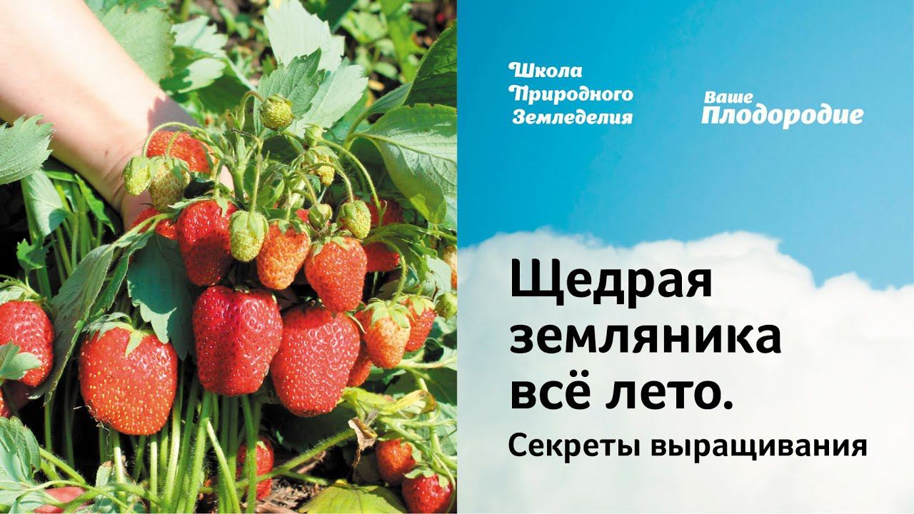 Щедрая земляника всё лето. Секреты выращивания смотреть онлайн