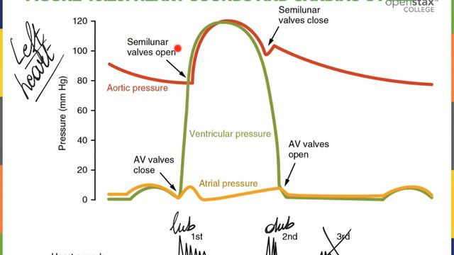 Heart K Graph and Cardiac Cycle смотреть онлайн
