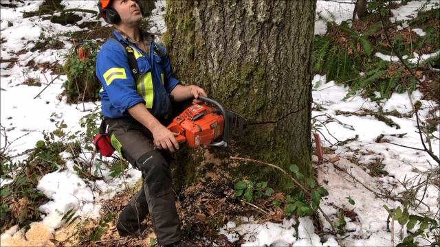 TALLEST TREE I HAVE CUT DOWN IN SOME TIME смотреть онлайн