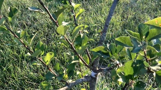 LATE SUMMER FRUIT TREE CARE AND PRUNING