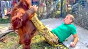 Посмотрите КАКОЙ ОГРОМНОЙ стала орангутан Дана, она даже поднимает Олега Зубкова!