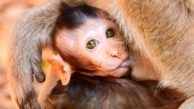 NOT WAIT LITTLE DESTINY TRY HUG MOMMA GET MILK PULL LONG. смотреть онлайн